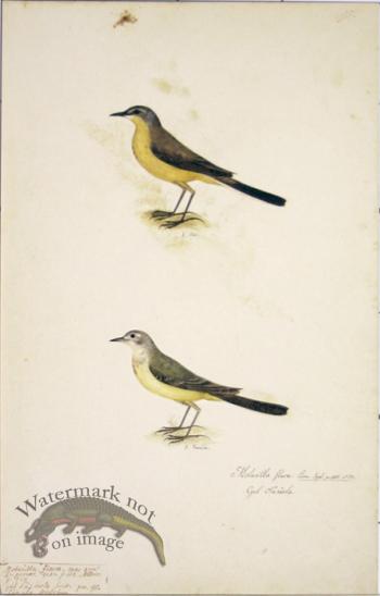 95 Swedish Birds . Motacilla Flava,  Yellow Wagtail, M.F